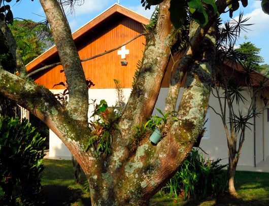 Linda árvore no Residencial Sênior Retiro Suíço em São Paulo